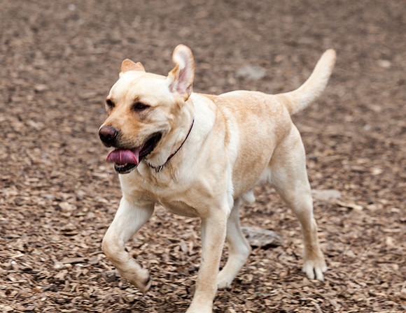 Koda