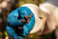 Honey Bees