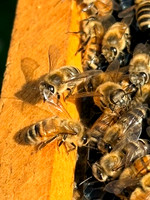 APSU Bee Biology 2026