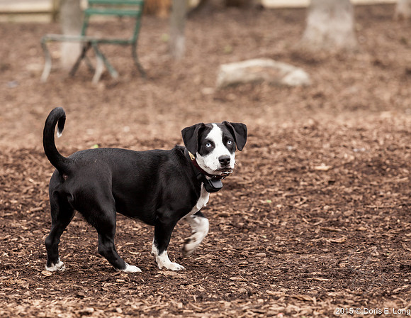 Blue eyed Mix Breed
