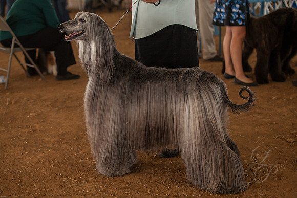 Afghan hound- Grey