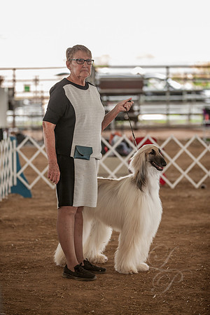 Afghan hound-Sassy