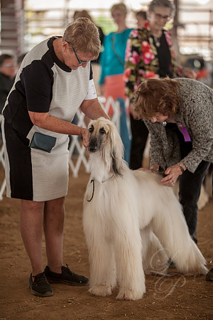 Afghan hound-Sassy
