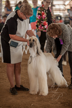 Afghan hound-Sassy