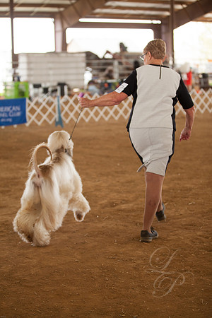 Afghan hound-Sassy