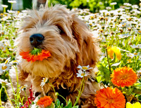 Service Dogs travel-photos_ Georgie & Jube