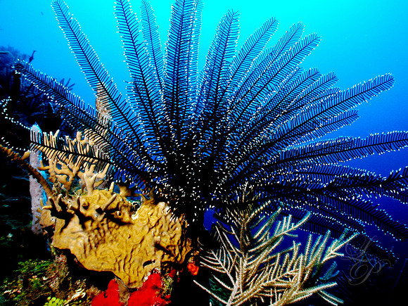Roatan 2005 041