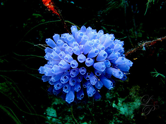 Roatan 2005 043