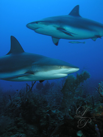Roatan 2005 046