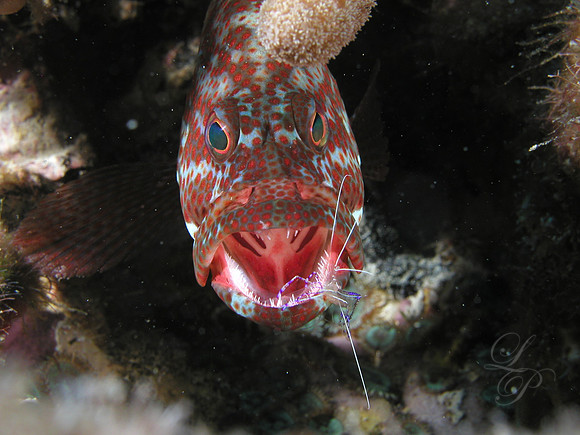 Roatan 2005 065