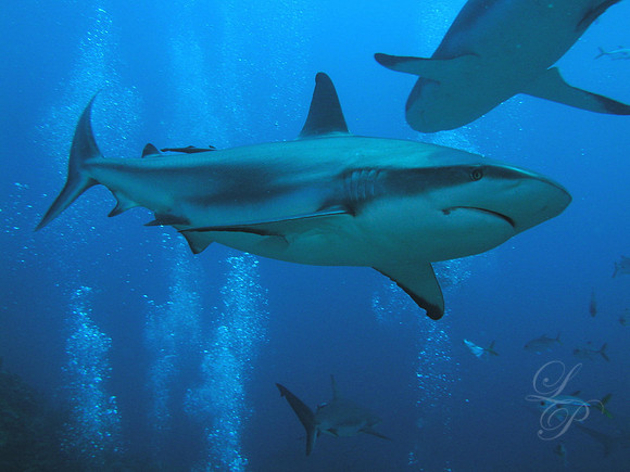 Roatan 2005 074