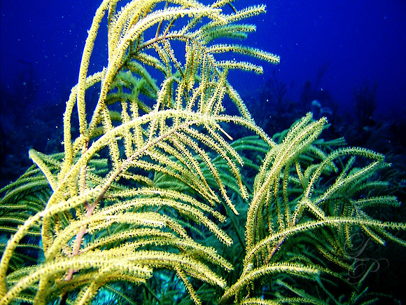 Roatan 2005 103
