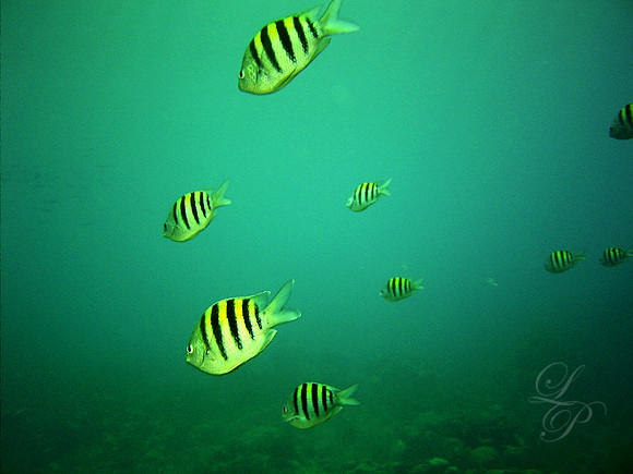Roatan 2005 121