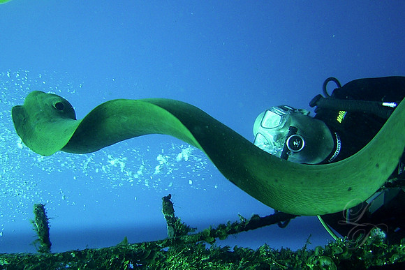 Roatan 2005 280