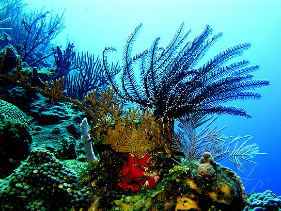 Roatan 2005 240