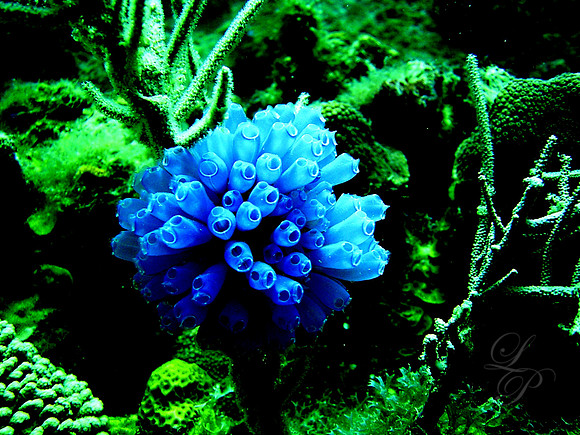 Roatan 2005 314