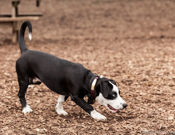 Blue eyed Mix Breed