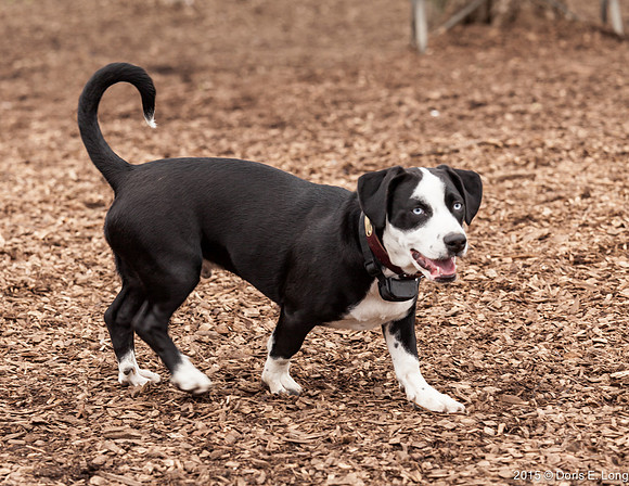 Blue eyed Mix Breed