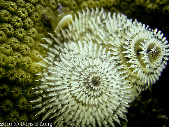 Christmas Tree Worms.