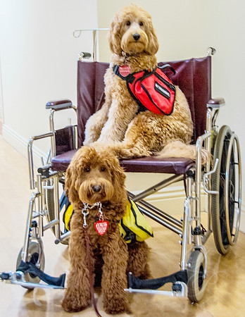 Service Dogs