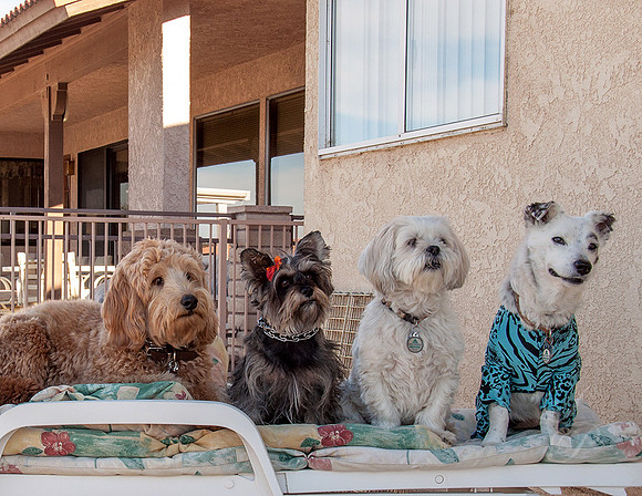 Georgie and Pals