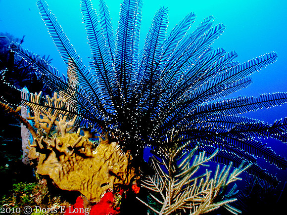 Honduras, diving trip